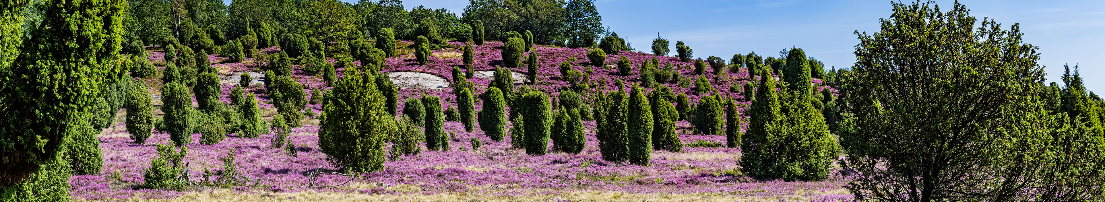 Lüneburger Heide in Deutschland