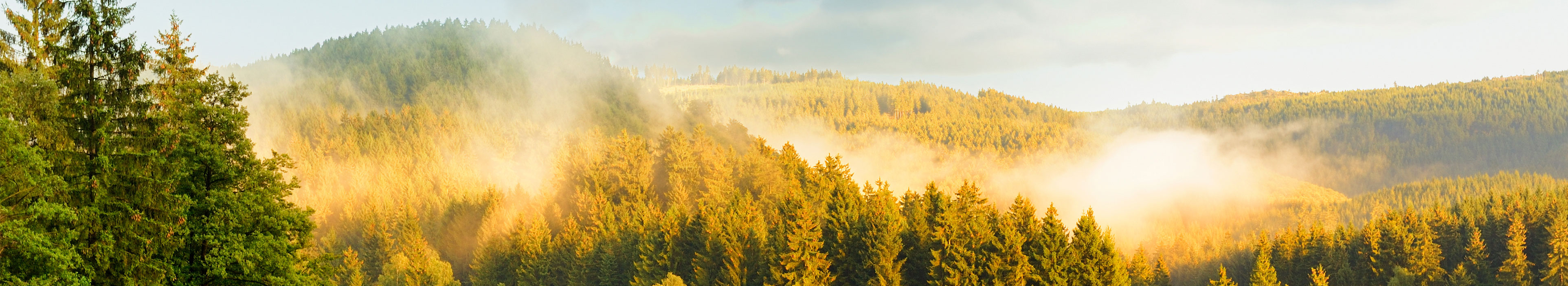 Wald und ein See im Harz
