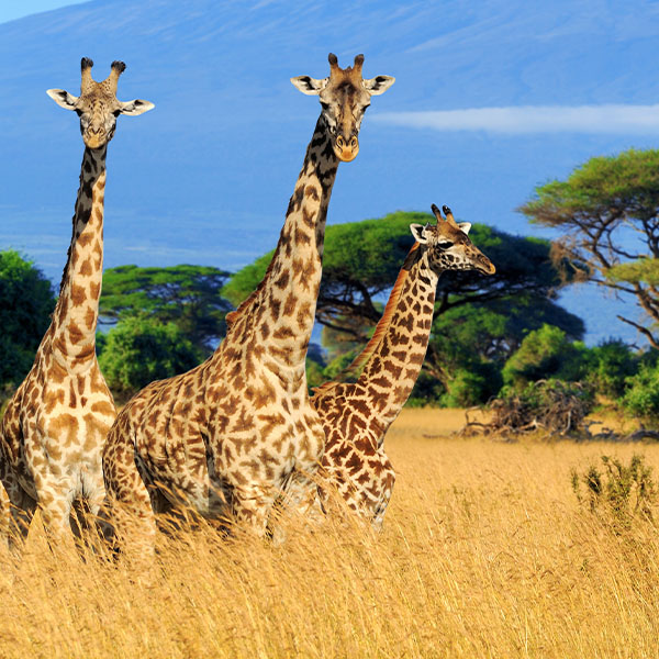  Kenia Urlaub günstig buchen bei Lidl-Reisen 